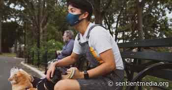Coronavirus Animal Origin & Can Animals Get it From Humans? - Sentient Media