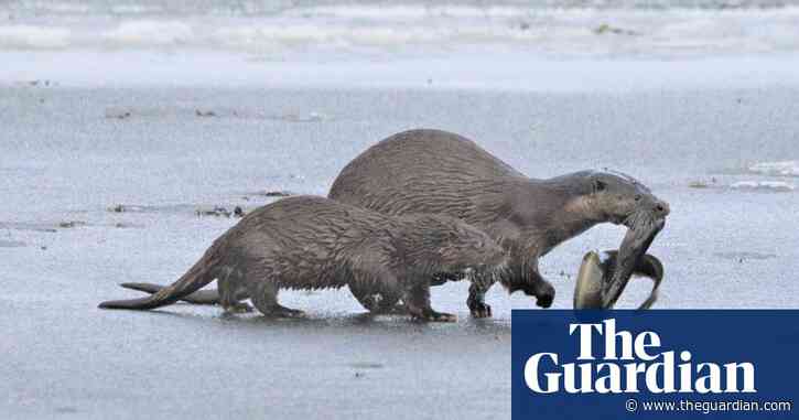 Country diary: winter has been cruel to Orkney's otters