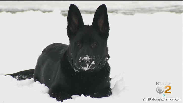 Marine Veteran, His German Shepherd Hailed For Helping Police Stop Intruder
