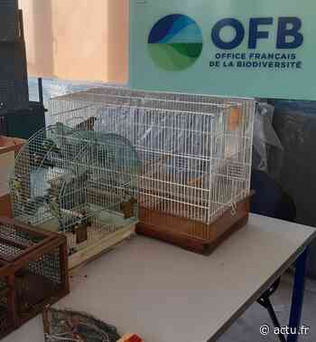 Près d'Arras, il détient une trentaine d'oiseaux protégés : l'homme risque la prison - actu.fr