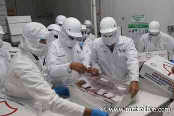 Panamá exporta dos contenedores de carne bovina desde Los Santos a China - Metro Libre