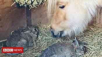 Wild rabbits in search of food befriend pet horses - BBC News