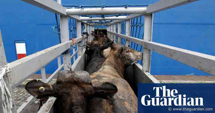 Calls for vets to be sent to cattle ships stranded at sea since December