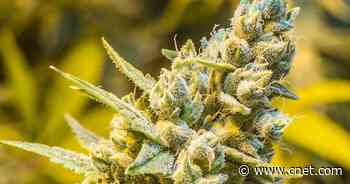 Cannabis and national decriminalization: The story so far     - CNET