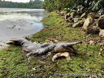 Alligator-like fish with huge jaws and sharp teeth spotted in Singapore — 10,000 miles from its native home