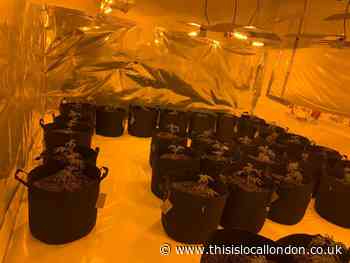Met Police bust cannabis factory in Belvedere and arrest man