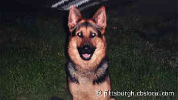 Retired Pittsburgh Police K9 Atos Passes Away
