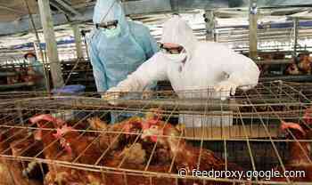 Bird flu outbreak: Seven people test positive for virus - first ever human cases
