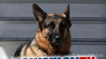 President Biden's Dog, Champ, Mocked & Called Ugly on Newsmax