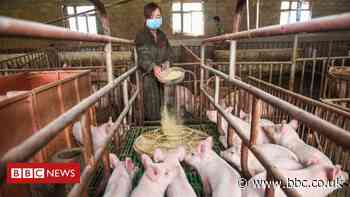 Huawei turns to pig farming as smartphone sales fall