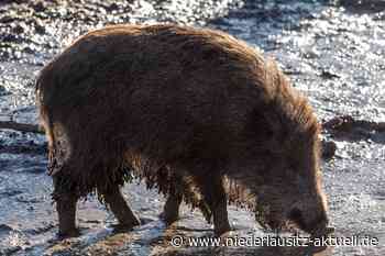 Afrikanische Schweinepest bei Guben: Wald betreten untersagt, Export verboten - Niederlausitz Aktuell - NIEDERLAUSITZ aktuell