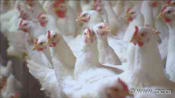 Russia reports world's 1st case of H5N8 bird flu virus in humans