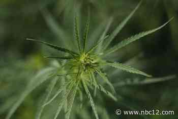 Medical marijuana dispensaries get permission from General Assembly to sell un-processed flower - WWBT NBC12 News