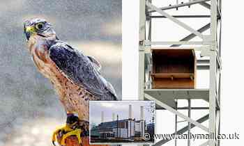 Owners of £20mil penthouse suites at Battersea Power Station will have PEREGRINE FALCON neighbours