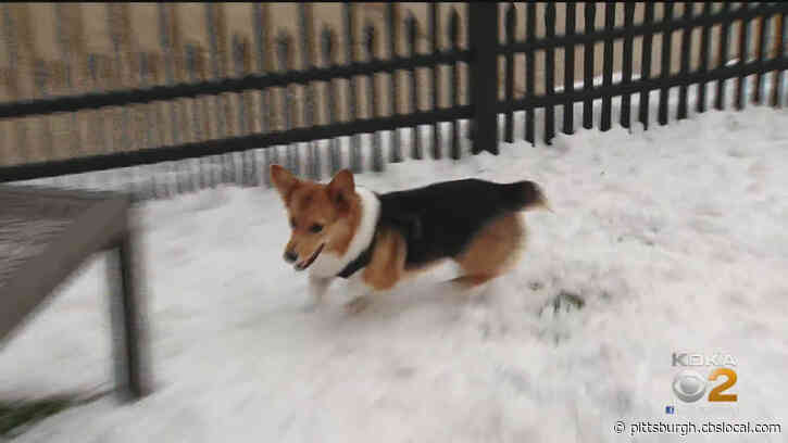 If It’s Too Cold For You, It’s Too Cold For Them: Shelter Owners Remind To Keep Animals Inside