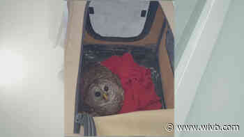 Barred owl released back into the wild after recovering from accident