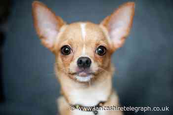 Rescue chihuahua bit official carrying out visit at Blackburn house