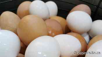 Extra hens handle scramble for eggs in Norman Wells - Cabin Radio