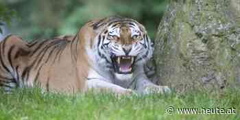 Mit Steinen auf Zootiere schießen? Na, sehr mutig... - Heute.at - Nachrichten und Schlagzeilen