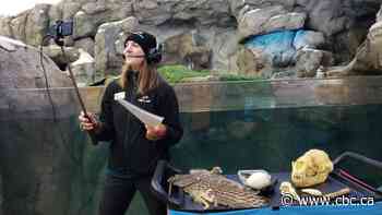 How virtual field trips are bringing animals, art, music and more directly to students