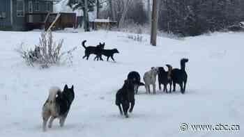 Dog rescue day in La Loche hopes to round up, find foster homes for up to 150 strays
