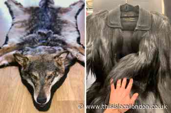 Illegal Wolf skin rug & monkey skin jacket seized in Tooting