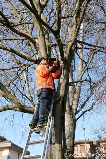 Soliera, potatura alberi: dal 22 al 27 febbraio divieto di sosta in via Garibaldi - SulPanaro