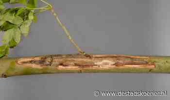 Essen worden gekapt vanwege aantasting door ziekte - De Stadskoerier