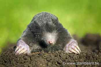Zoek de mol (en meld het aan Natuurpunt) - De Standaard