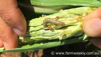Detection prompts fall armyworm warning