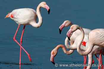 Hunters' lead pellets threaten migrating flamingos, Cyprus conservationists warn - St Helens Star