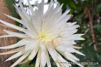 Rare Moonflower cactus blooms for 'first time in UK' - St Helens Star