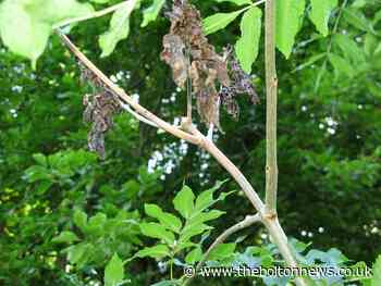 Ash dieback disease forces council to remove dangerous trees - The Bolton News