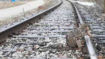 This bobcat was frozen to train tracks in B.C. It was rescued 30 minutes before a train sped by