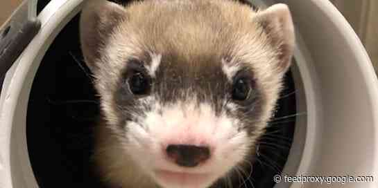 The black-footed ferret was believed extinct until 18 were discovered on a Wyoming ranch. Now scientists have cloned one using 33-year-old DNA.