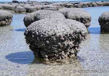 Stromatolites – Fossils of Earliest Life on Earth – May Owe Their Very Existence to Viruses