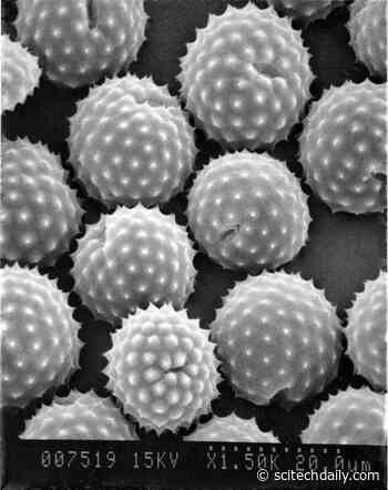 Blame Climate Change: Allergy Seasons Are Getting Worse