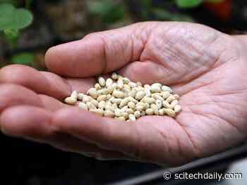 Breeding Better Seeds: Sustainable, More Nutritious Food Production Under the Specter of Global Warming