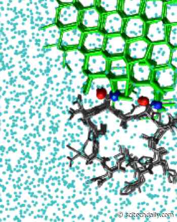 Natural Antifreeze: Ice-Binding Molecules Stop Ice Growth