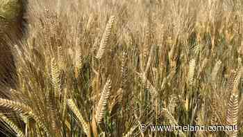 Barley varieties win malt accreditation