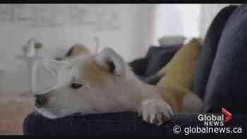 'Pet-tech' gadgets for your furry friends | Watch News Videos Online - Globalnews.ca