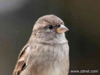 30,000 Macs infected with new Silver Sparrow malware