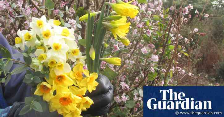 Country diary: narcissi are back in flower – omens of spring