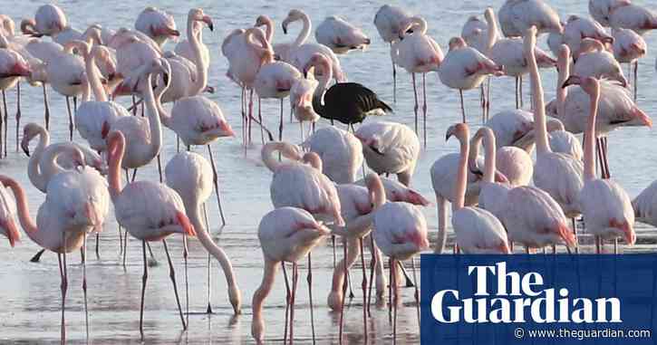 Cyprus urged to ban hunting at coast to protect flamingoes from shotgun pellets