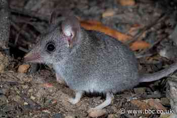 Kangaroo Island dunnart: Saving a bushfire-ravaged marsupial