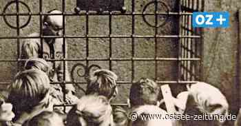 Qualvolle Stunden für Dora von Nessen im Pranger von Oschatz - Ostsee Zeitung
