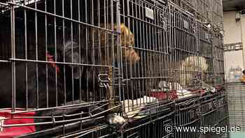 Dutzende Hunde und Katzen auf engstem Raum: Kölner Behörden stoppen illegalen Tiertransporter aus Südeuropa - DER SPIEGEL