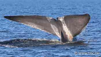 Fin, blue whales getting tangled in fishing gear in Gulf of St. Lawrence more often than thought: study