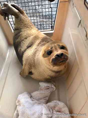 Teddington Lock's "celebrity seal" saved and set free
