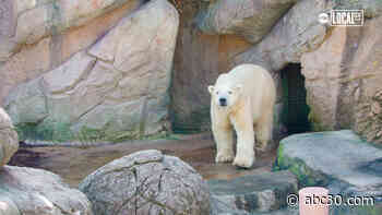 NC Zoo helps Polar Bear conservation